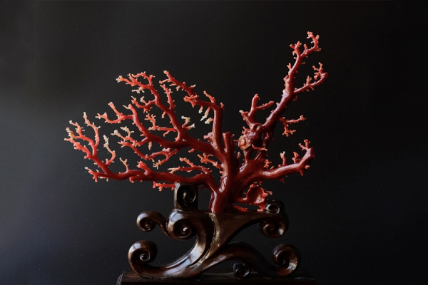 紅珊瑚長什么樣？紅珊瑚怎么形成的？