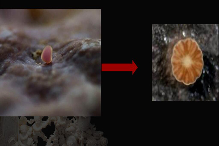 紅珊瑚成分是什么？紅珊瑚是怎樣形成的？（3）