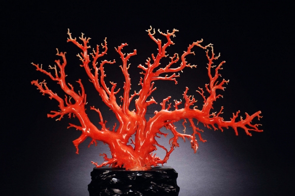紅珊瑚成分是什么？紅珊瑚是怎樣形成的？