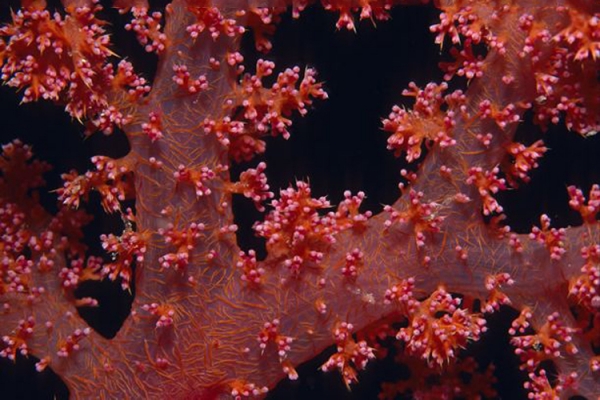 紅珊瑚成分是什么？紅珊瑚是怎樣形成的？