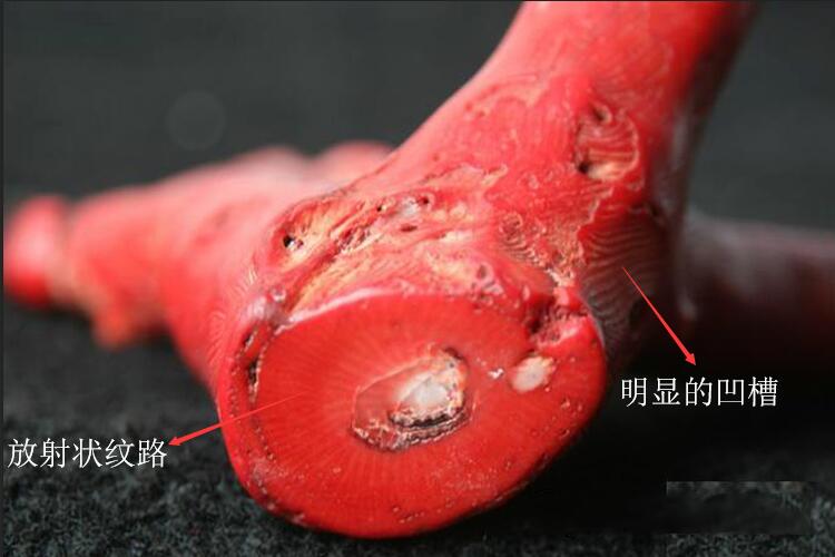 天然紅珊瑚怎么鑒定真假？市場上常見的假紅珊瑚有哪些？（2）