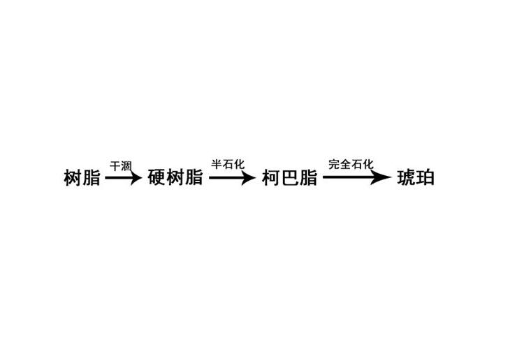 琥珀是怎么形成的？琥珀形成示意圖（3）