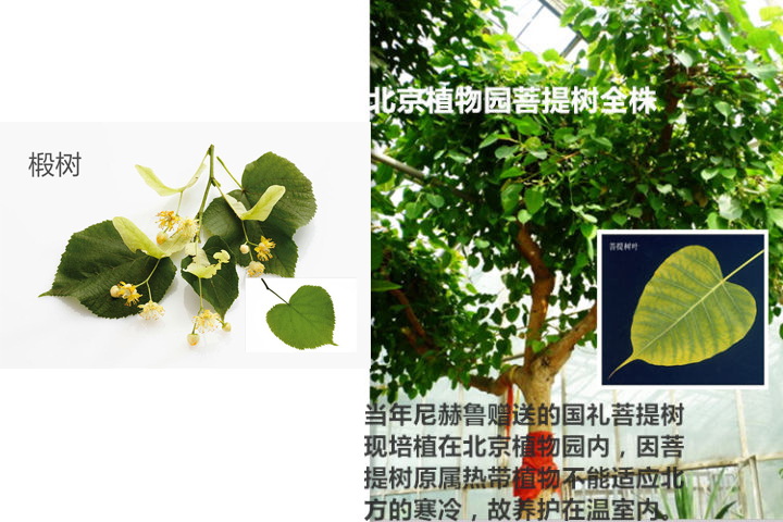 菩提木介紹，菩提木文玩雕件值錢嗎？（3）